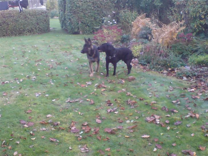 Schæferhund Nero - Her er jeg med min legekammerat Kvik billede 19