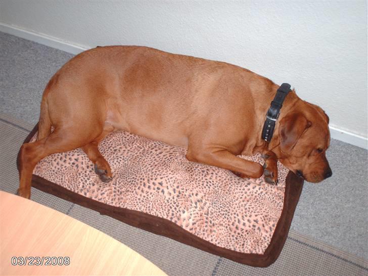 Blanding af racer kenzo - ozzi pude er godt nok lille billede 19