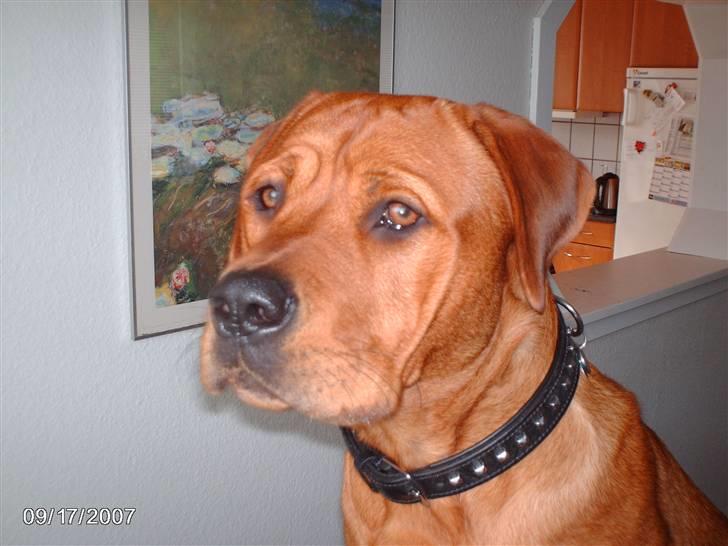 Blanding af racer kenzo - nyt. billede 20