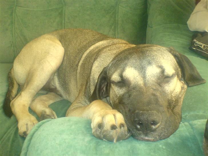 Dogo canario Cliff - Cliff Rigano billede 9