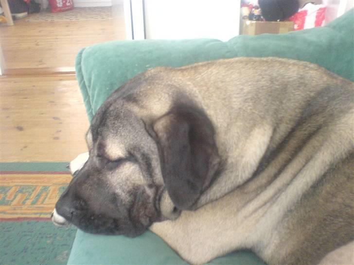 Dogo canario Cliff - Cliff Rigano billede 10