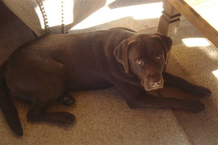 Labrador retriever Boxi - Åhh nej ikke nu igen. billede 17