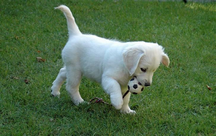 Golden retriever Flashlight Luna billede 4