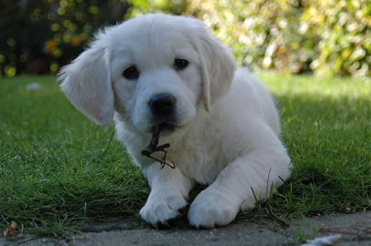 Golden retriever Flashlight Luna billede 6