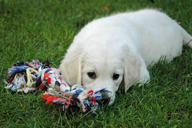 Golden retriever Flashlight Luna billede 9