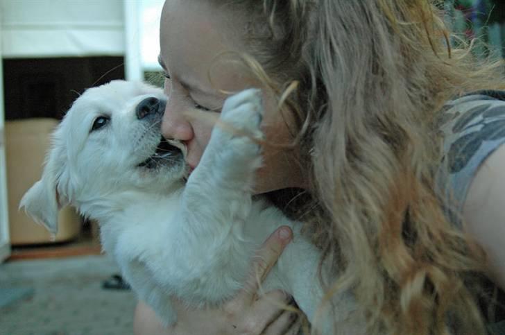 Golden retriever Flashlight Luna billede 15