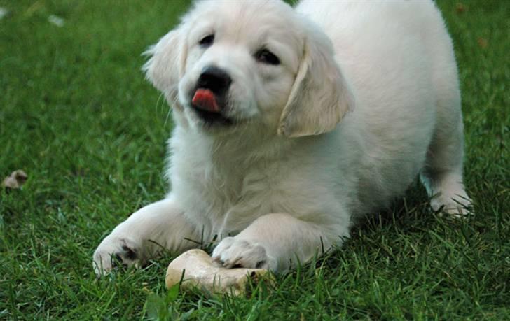 Golden retriever Flashlight Luna billede 16