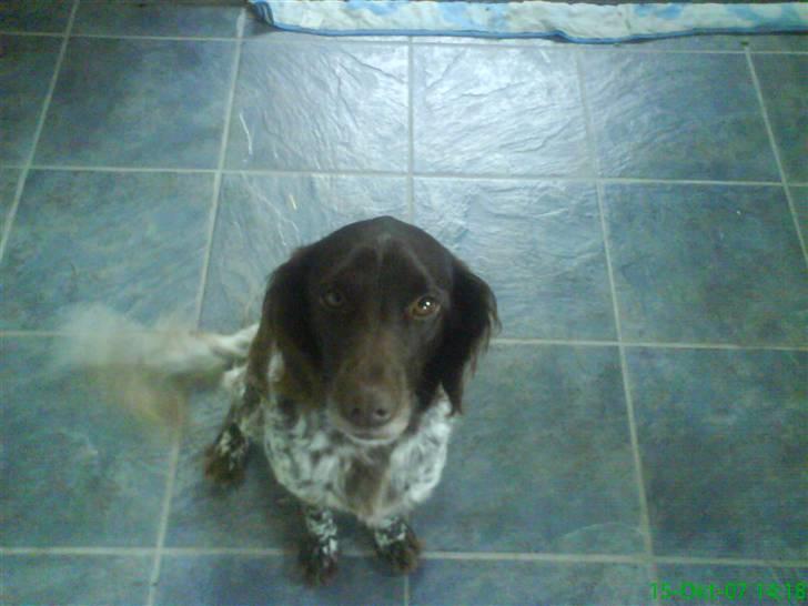 Kleiner münsterländer Curly - ¨Curly.! <3 billede 2