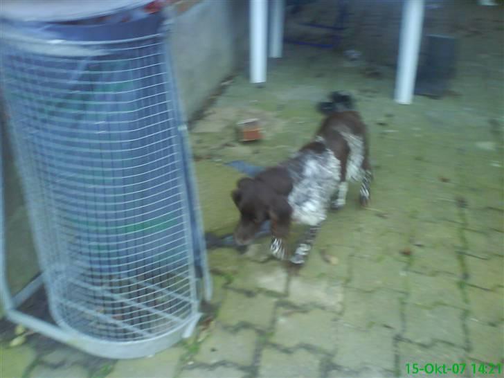 Kleiner münsterländer Curly - Curly i spasser stilling efter en flue.. haha.! billede 3