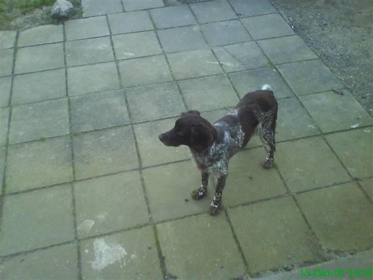 Kleiner münsterländer Curly - Vi hved godt at du er smuk. ;) billede 4