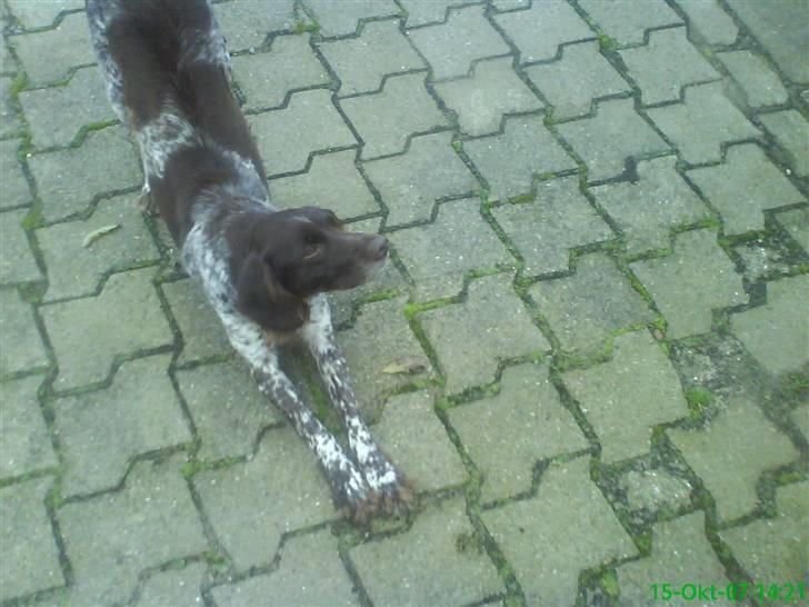 Kleiner münsterländer Curly - aarh. billede 5