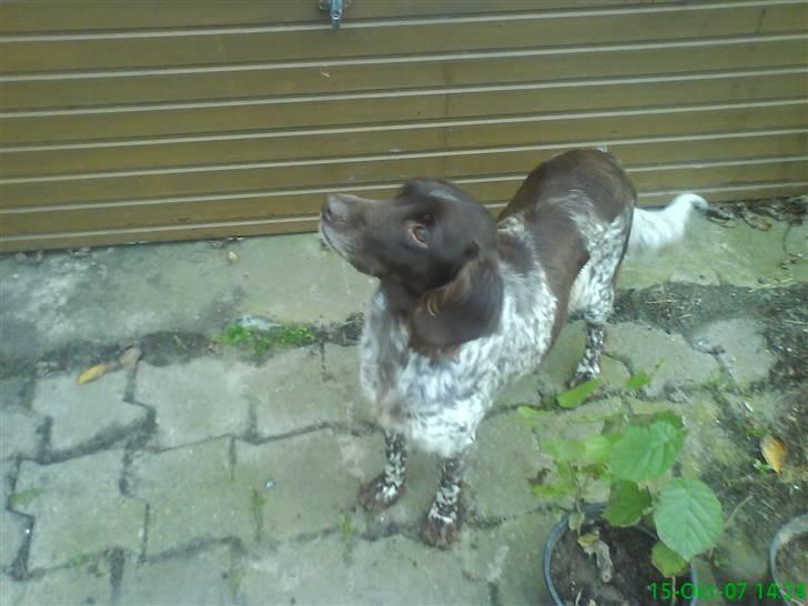 Kleiner münsterländer Curly - er der en pipper..?? billede 6