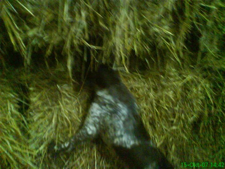 Kleiner münsterländer Curly - HOV. er der en mus derinde..?? billede 7