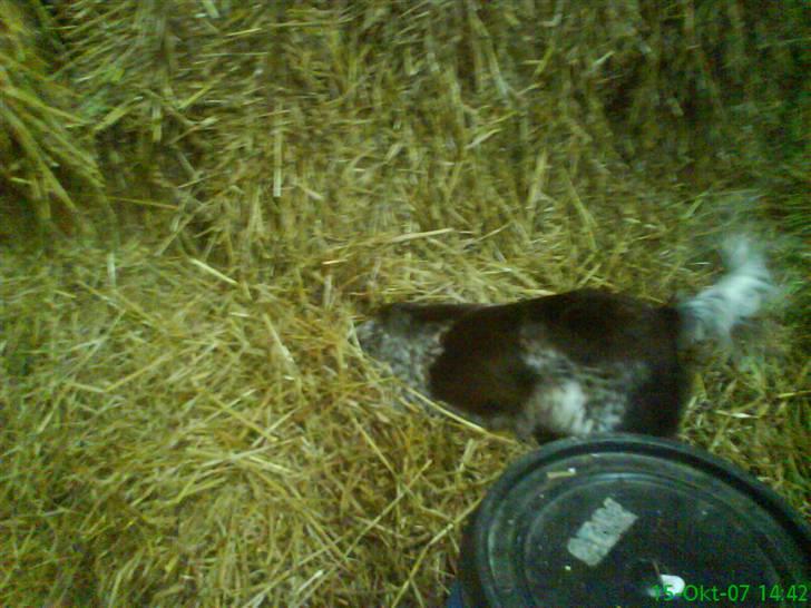 Kleiner münsterländer Curly - Tag den så curly. billede 8