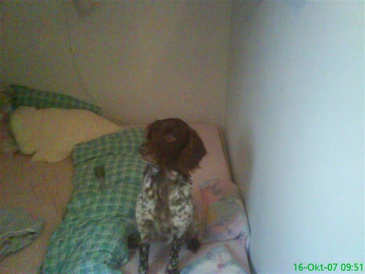 Kleiner münsterländer Curly - der er god udsigt over fugle fra belindas værelse.. ;D billede 9