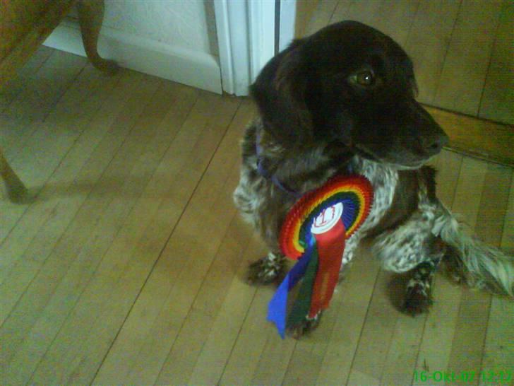 Kleiner münsterländer Curly - Curly med roset. 1. plads.. billede 10