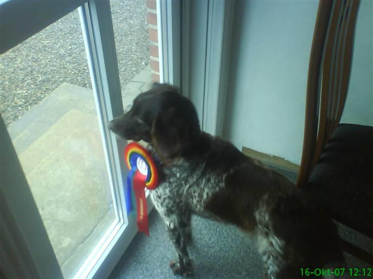 Kleiner münsterländer Curly - den er pæn til hende. ik.?! billede 11