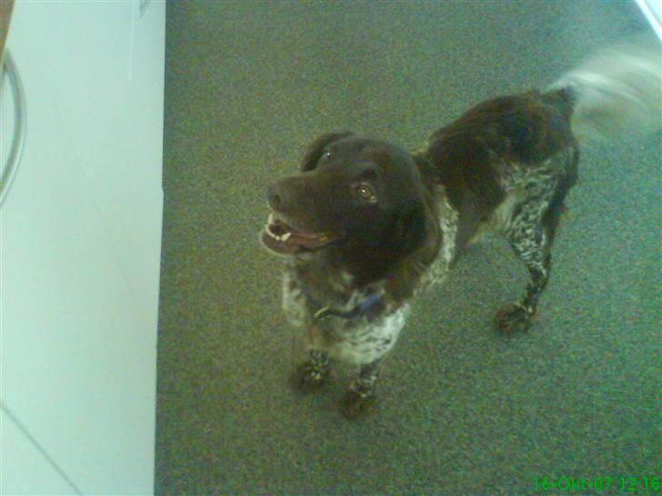 Kleiner münsterländer Curly - Snakker du til mig..?? billede 12