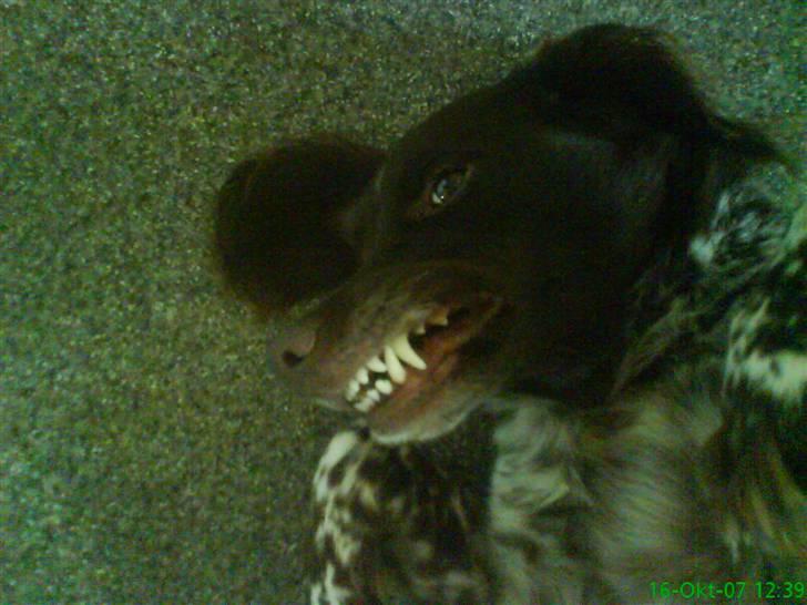 Kleiner münsterländer Curly - GRRR... Så er hun sur. HAHA.  billede 13