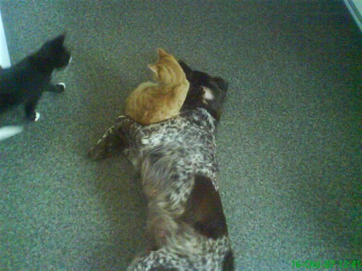 Kleiner münsterländer Curly - CURLY.! kattekillingernes legeplads.. haha ( Rød mis.: Beauty. Sort mis.: Figaro. Curlys bedste venner,, billede 14