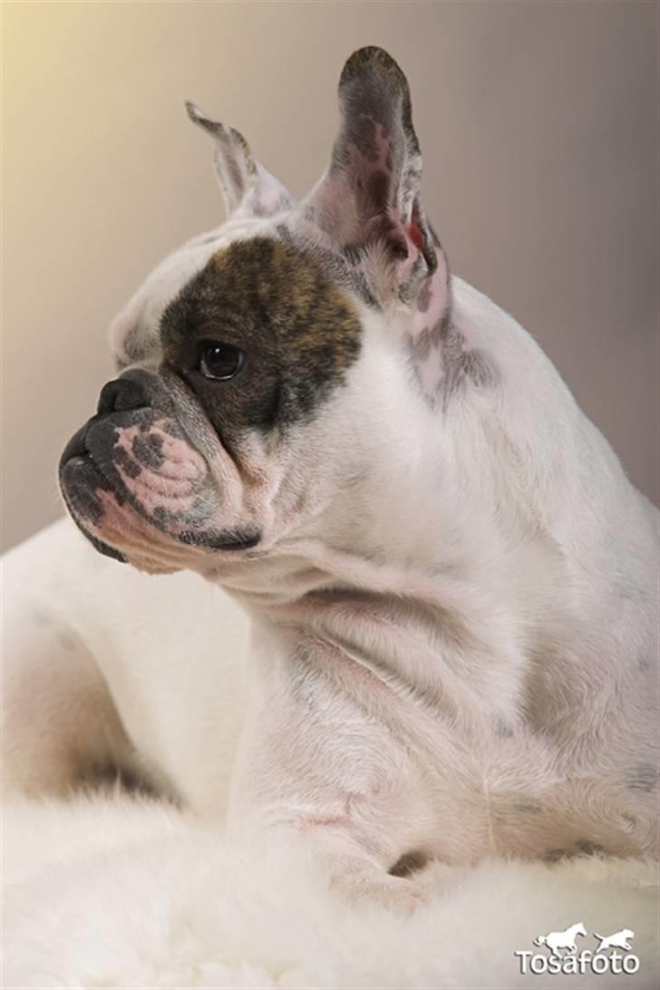 Blanding af racer Bossa Nova billede 3