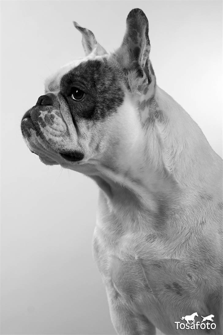 Blanding af racer Bossa Nova billede 4