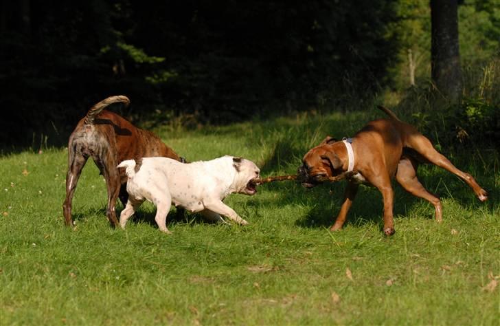 Blanding af racer Bossa Nova - Bedste venner: Lulu, Bossa og Naja billede 5