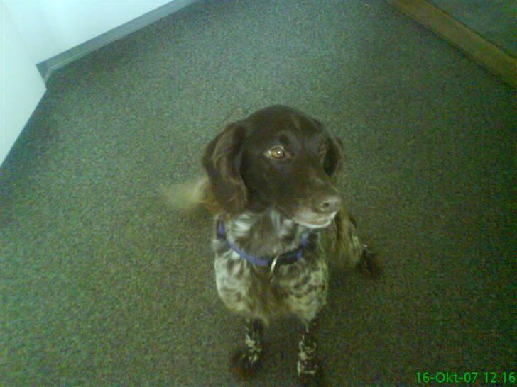 Kleiner münsterländer Curly - Hvad kikker du på, hund..?? billede 15