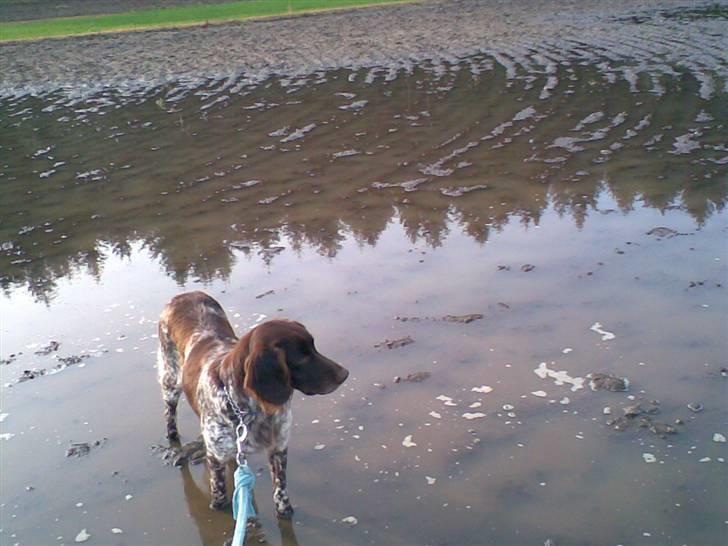 Kleiner münsterländer Curly - Curly kan godt lide vand.. <3 billede 16