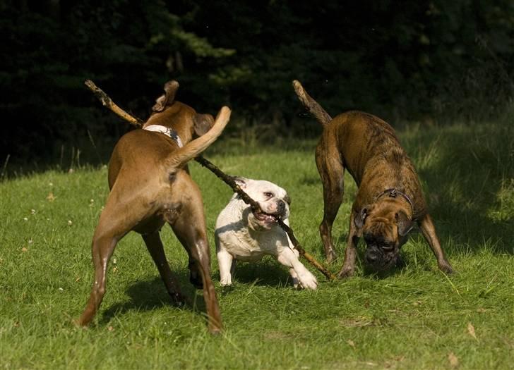 Blanding af racer Bossa Nova - Bedste venner: Lulu, Bossa og Naja billede 6