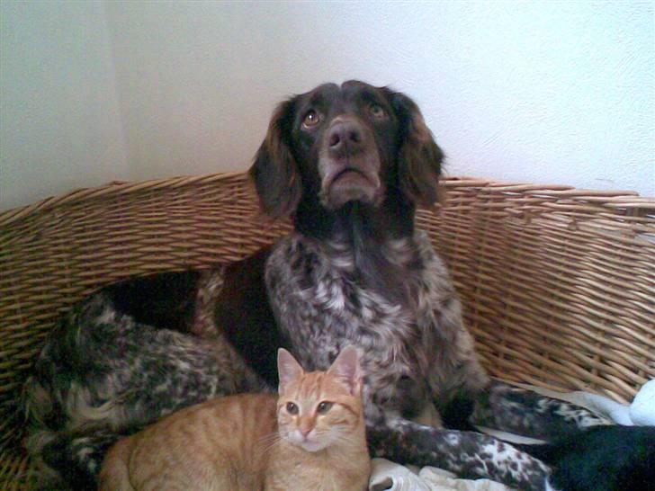 Kleiner münsterländer Curly - Curly og Beauty tager en slapper.. billede 17