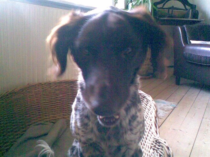 Kleiner münsterländer Curly - HAHA. Gaab. billede 19