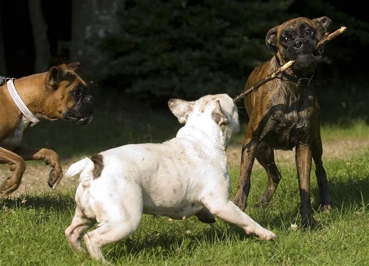 Blanding af racer Bossa Nova billede 7