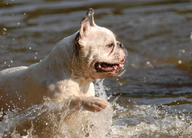 Blanding af racer Bossa Nova - SE mor; Jeg kan næsten gå på vande!! billede 8