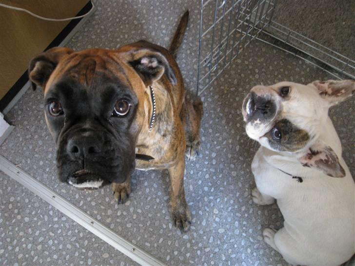 Blanding af racer Bossa Nova - Mums. Vi elsker creme fraiche!! Det vi har på underlæben gemmer vi bare til senere! billede 9