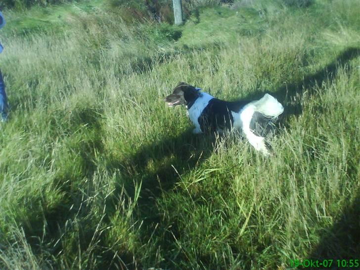 Kleiner münsterländer Zitta - Zitti. billede 4