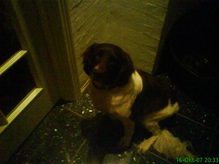 Kleiner münsterländer Zitta billede 5