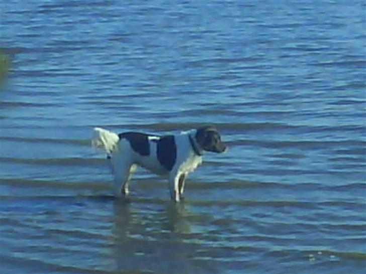 Kleiner münsterländer Zitta - Zitta på stranden. billede 6