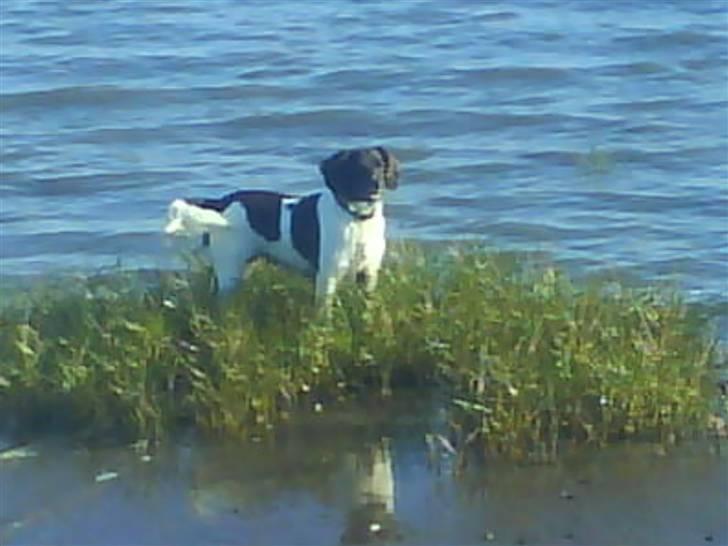 Kleiner münsterländer Zitta - Zitta på stranden.. en rigtig vandhund. billede 7