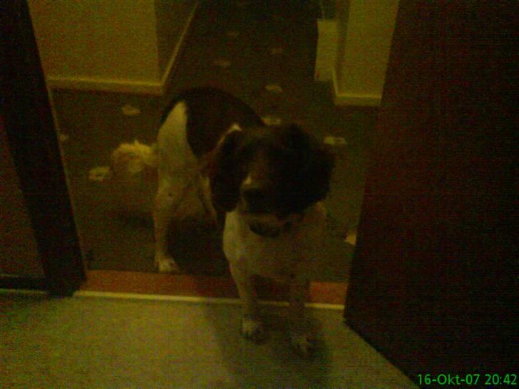 Kleiner münsterländer Zitta billede 9