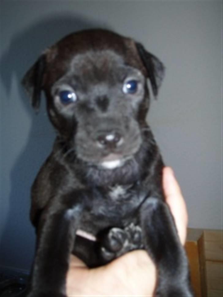 Blanding af racer Blacki - lille mig.. hehe billede 15