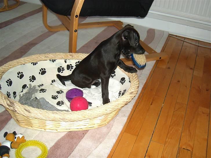 Blanding af racer Blacki - min første kurv, men nu er jeg for stor til den.. (sover i kurv med min ejen dyne! billede 16