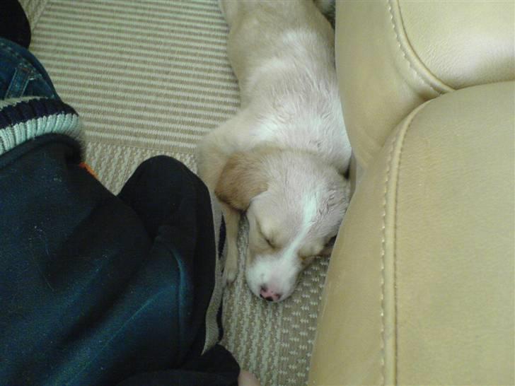 Blanding af racer bølle - lille bølle sover billede 11