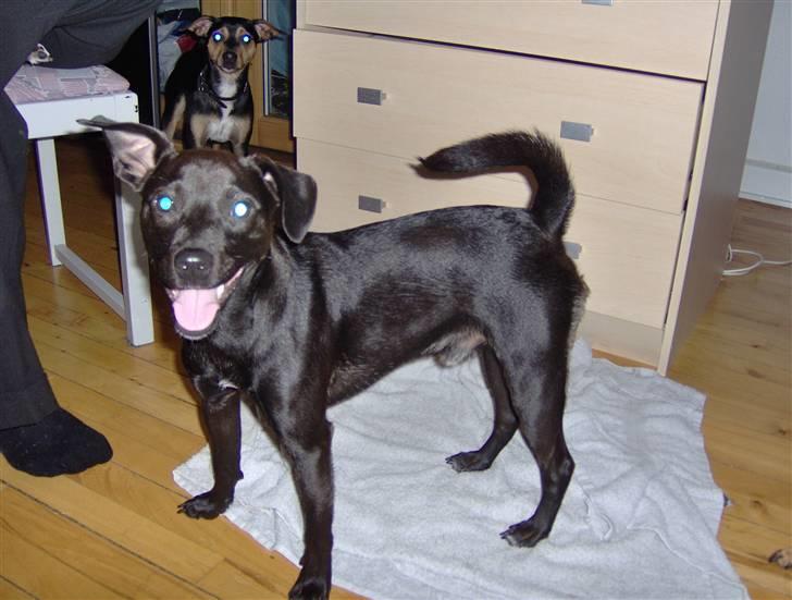 Blanding af racer Blacki - Smiler ;-) med brormand i baggrunden! (dejlige brormand) billede 17