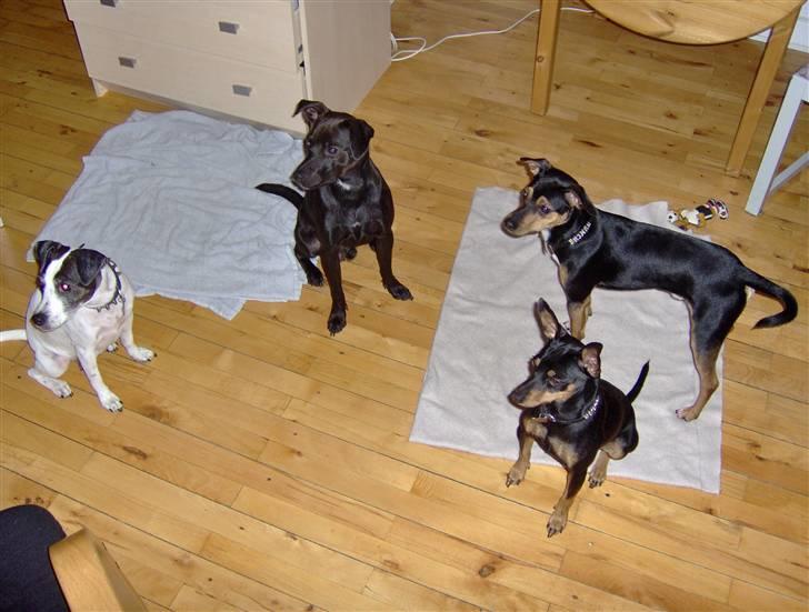 Blanding af racer Blacki - mig i midten med mor til venstre og far og brormad til højre billede 18