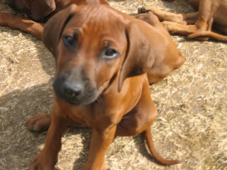 Rhodesian ridgeback Zugo Lullu Barbar - Første gang vi besøgte Zugo billede 1