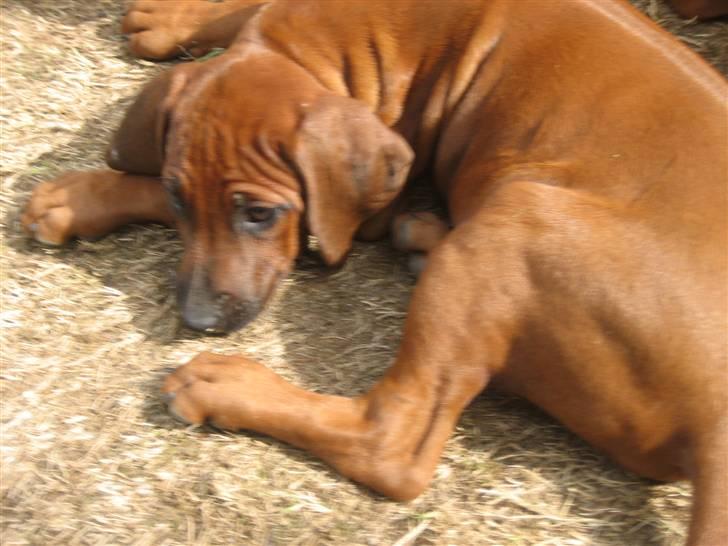Rhodesian ridgeback Zugo Lullu Barbar billede 2