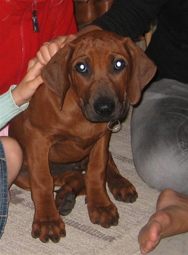 Rhodesian ridgeback Zugo Lullu Barbar billede 3