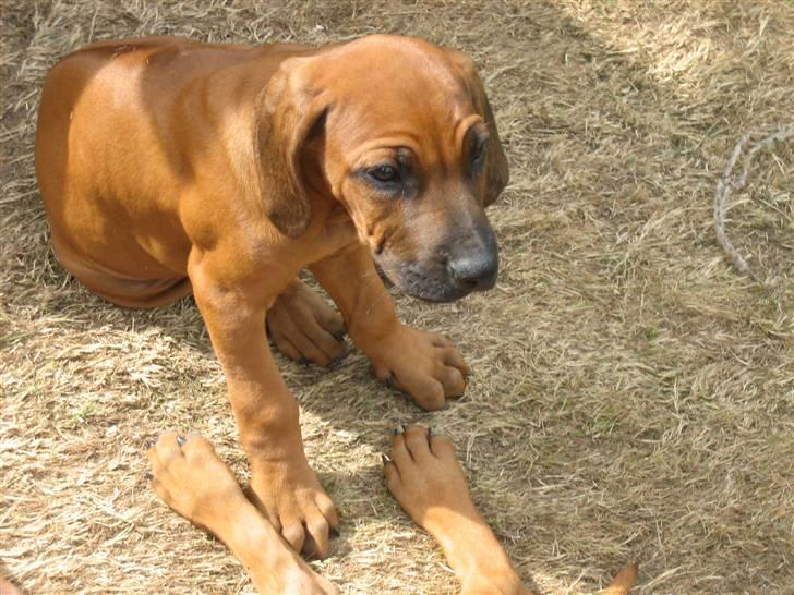 Rhodesian ridgeback Zugo Lullu Barbar billede 4