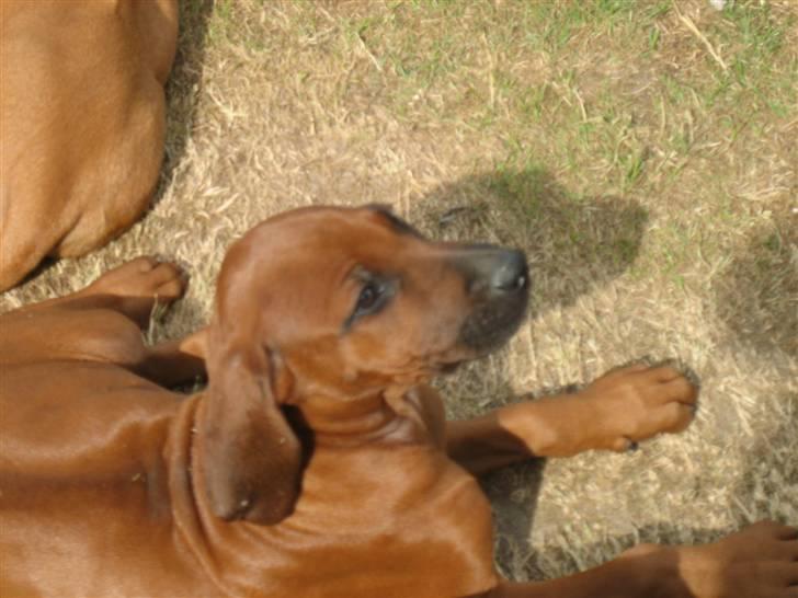 Rhodesian ridgeback Zugo Lullu Barbar billede 5
